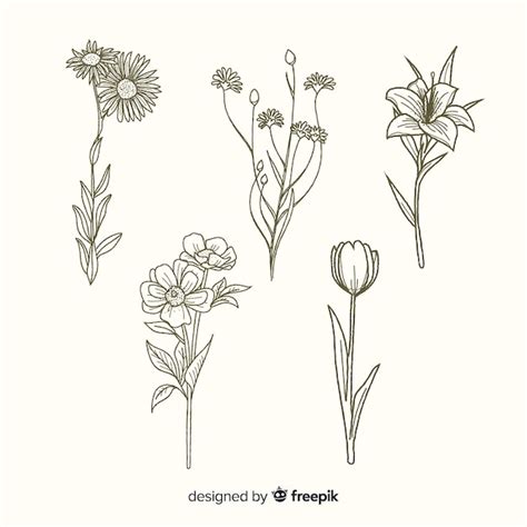 Free Vector Flowers With Stems Hand Drawn Collection