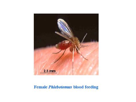 Leishmaniasis Insects Disease And Histroy Montana State University