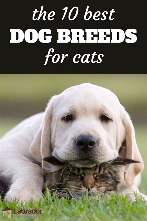 10 Dog Breeds That Get Along With Cats And How To Train Them Dog