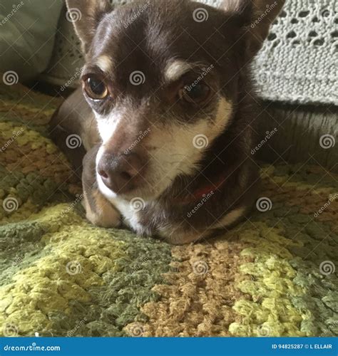 99 Chihuahua Dog With Eyebrows L2sanpiero