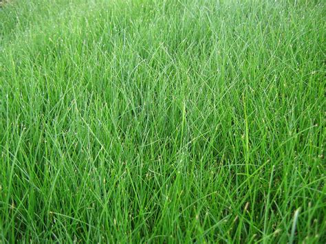 Guide To Des Moines Grass Types News And Tips By Robert