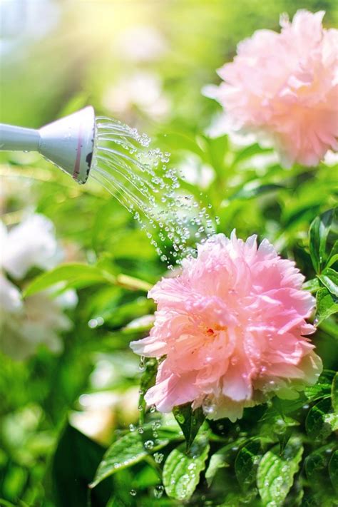 Free Stock Photo Of Watering Flowers Download Free Images And Free