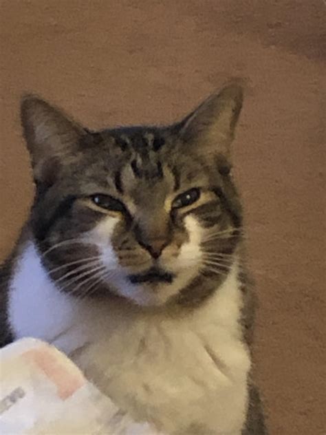 My family has had a cat for a while, but my parents have always been the ones to buy his food etc and they just buy him whatever he is willing to eat. My cat was staring at my gf like this for about 10 minutes ...