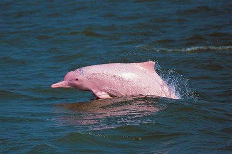 Interesting Facts About Pink Dolphins ~ Did You Know That