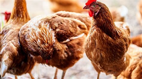 Del Poultry Owners Urged To Take Precautions Due To Hpai Morning Ag Clips