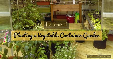 If the soil feels dry, add water; Easy Steps To Growing Vegetables In A Small Space ...