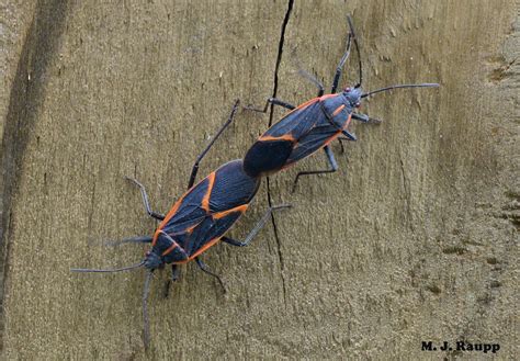 Bannekers Boxelder Bugs Boisea Trivittatus — Bug Of The Week