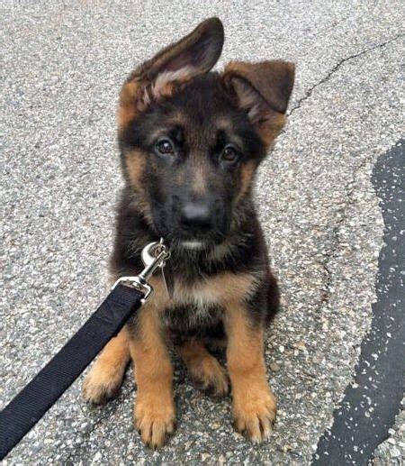 Aug 24, 2020 · these cute german shepherd mix puppies are family raised with lots of love and are well socialized with children. This flopsy-wopsy who just wants a break from his walk ...