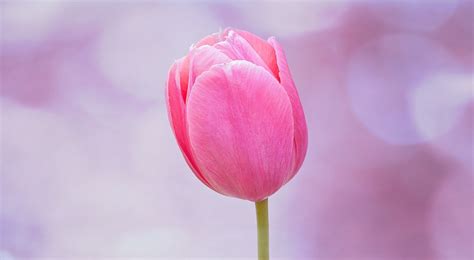 Free Images Nature Blossom Petal Bloom Tulip Pink Close Up