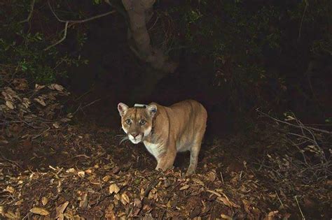 3 Mountain Lions Killed After Eating Human Remains