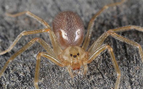 Spider Bites Poisonous Spider Bites Home Remedies