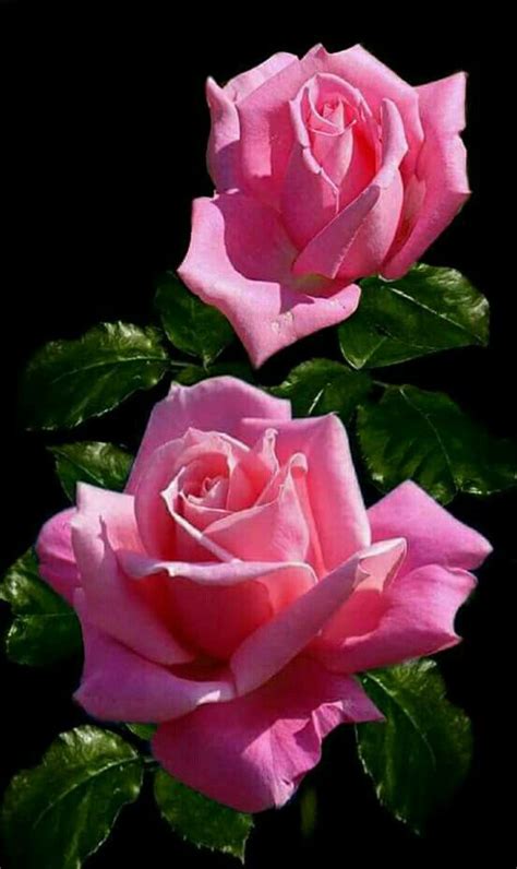 Idea By Kallol Bhattacharya On My Rose Pretty Flowers Flower Photos