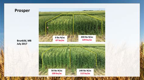 Nitrogen Management For High Yielding Spring Wheat Top Crop