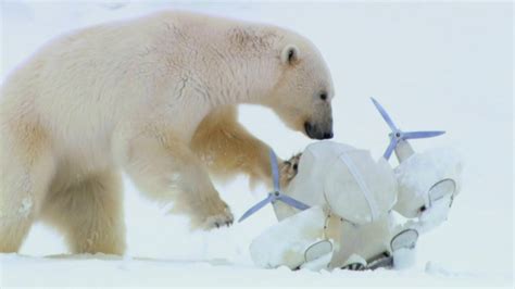 Pin On Polar Bears