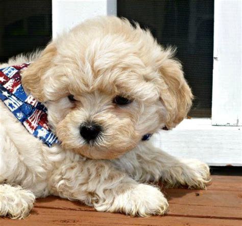 Quality teddy bear puppies for sale in wisconsin! Super Sweet Teddy Bear puppies for sale for Sale in Lone ...