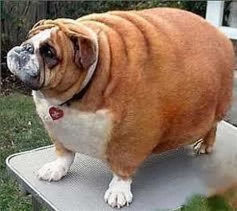 The 51 Fattest Animals In Internet History Cool Dump