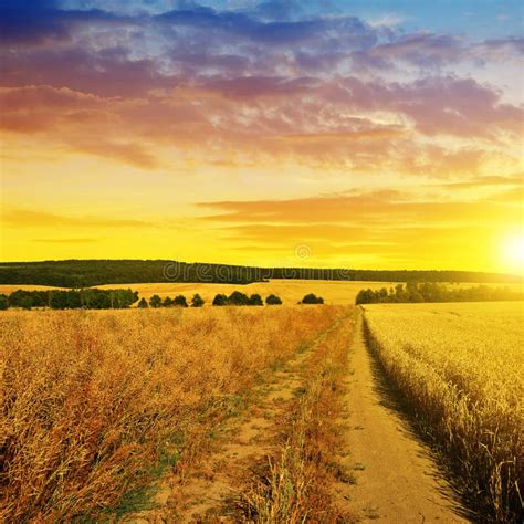 Summer Rural Landscape With Dirt Road At Sunset Stock Image Image Of