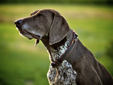 German Shorthaired Pointer Growth Chart Weight Chart And Size Chart