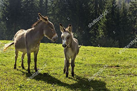 Donkey Equus Africanus Asinus Foal Field Editorial Stock Photo Stock