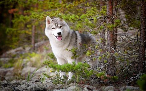 Siberian Husky Animals Dog Nature Forest Trees Wallpapers Hd