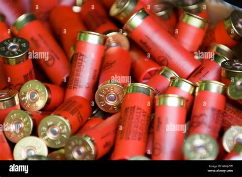 Twelve Bore Shotgun Cartridges Stock Photo Alamy