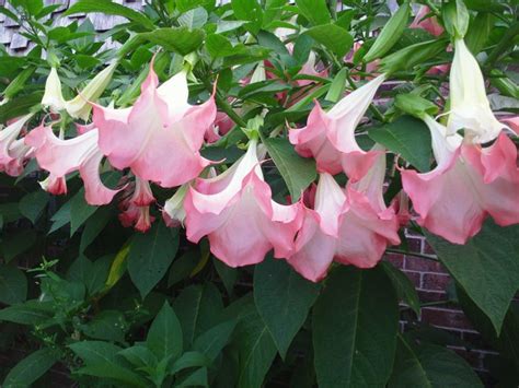 Pink Angel Trumpet Cuttings Local Seabrook Texas Pickup Only Angel