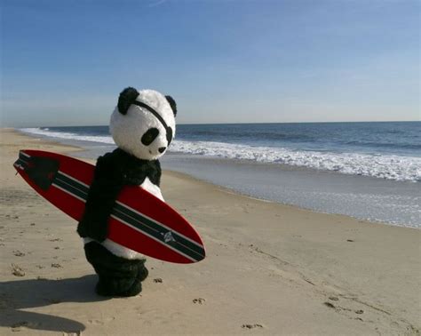 Surf Panda Panda Surfing Diplo
