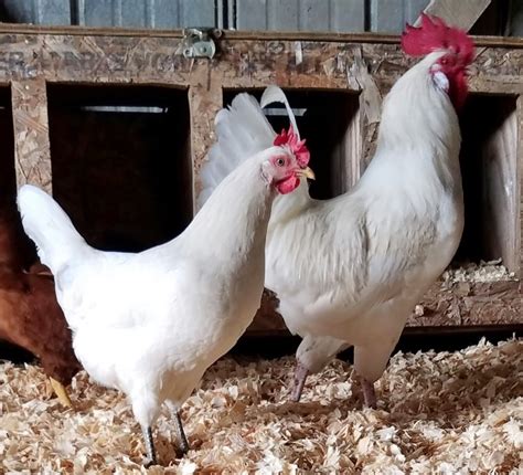 Austra White White Egg Laying Chickens For Sale Cackle Hatchery®