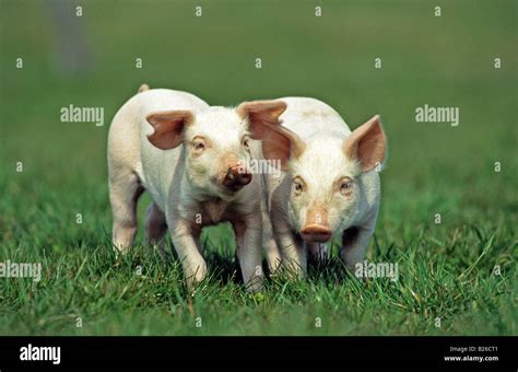 Domestic Pig Sus Scrofa Domesticus Two Piglets On Grass Stock Photo