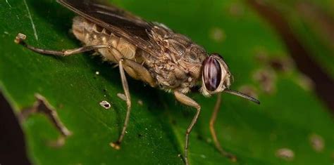 Lalat Tsetse Lalat Asal Afrika Yang Berbahaya Muffingraphics Com