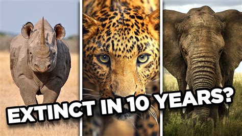 10 Animals That May Go Extinct In The Next 10 Years