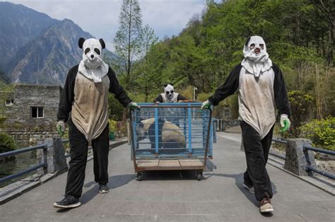 These Panda Carers Wear Scary Pee Soaked Costumes But Its For A Good