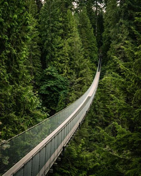 A Complete Guide To Capilano Suspension Bridge Park In Vancouver