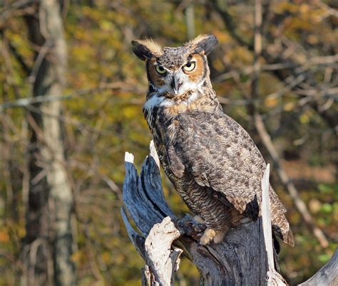 Great Horned Owl Owls Prey On A Huge Variety Of Creatures Flickr