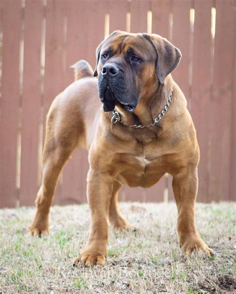 South African Boerboel Southafricanboerboel From Atlanta