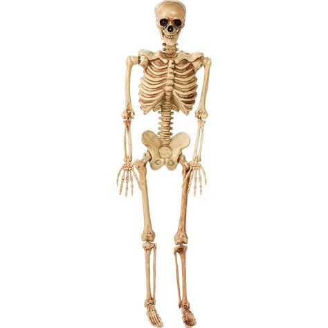 5 Feet 5 Poseable Lifesize Plastic Skeleton Halloween Prop Decoration