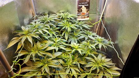 Afghan Kush Early Harvest World Of Seeds Bank Cannabis Strain Gallery