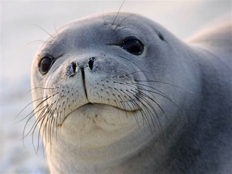 🔥 Download Seal Wallpaper By Stevens Seal Wallpaper Baby Seal
