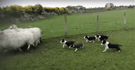 Adorable Herding Puppies Become Stars On Their First Day Of Work Pet