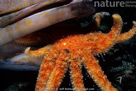 Stock Photo Of Sunflower Sea Star Pycnopodia Helianthoides Scavenging