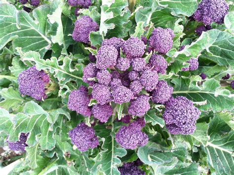 Purple Sprouting Broccoli Now In Season Organic Seed Alliance