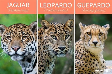 Diferencias Entre Jaguar Leopardo Y Guepardo GuÍa Completa