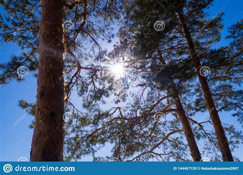 Sun Rays Shining Bright Through Pine Tree Trunks And Branches Blue Sky
