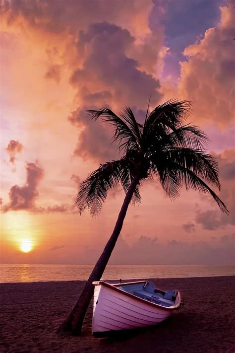 Palm Tree Palm Ocean Summer Vacation Boat Beach Sand Dusk