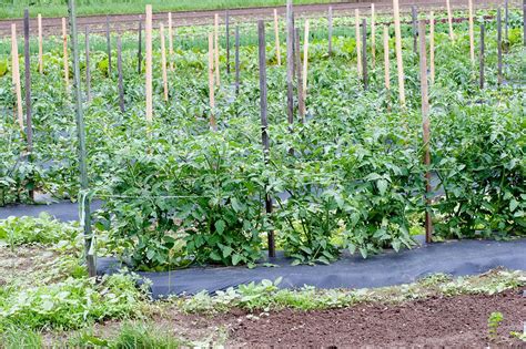 The 5 Best Ways To Stake Tomatoes Growing Organic Tomatoes Staking