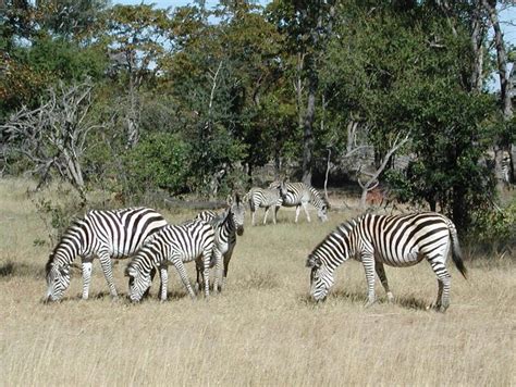 Plains Zebra Equus Quagga Wiki Display Full Image