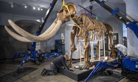Global Heating Motivated American Mastodons To Trek North Extinct