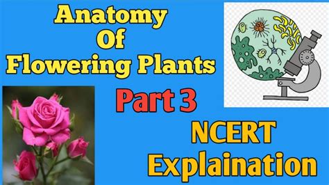 Anatomy Of Flowering Plants Class 11 Ncert Explanationchapter 6 Class