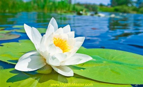 Top 5 Most Beautiful Aquatic Flowers In The World Info Master News