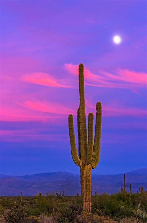 Lone Cactus With Moon Rise In Arizona 2019 Desert Aesthetic Cactus